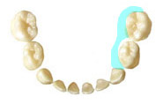 8.下顎左側　乳歯の奥歯の内側の面